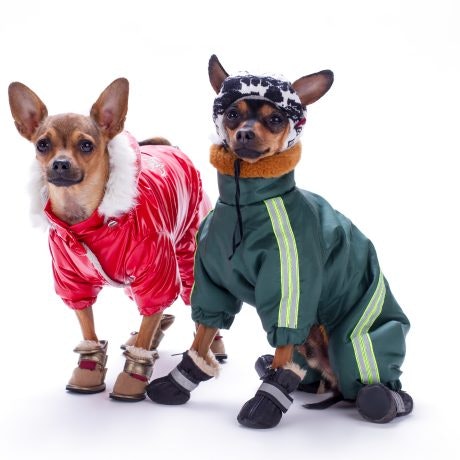 Roupa quentinha para os patudos neste inverno