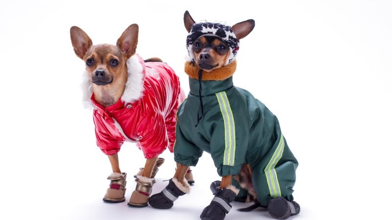 Miniature chihuahua and terrier dogs in clothing. Beautiful purebred russian chihuahua and terrier toys wearing cute winter sport suits, studio portrait. Russian toy terrier in modern sport apparel.